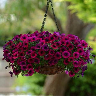 Petunia <br>PETUNIA WAVE MIX