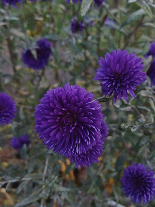 Callistephus chinensis <br>ASTER GIANT POMPOM MIX