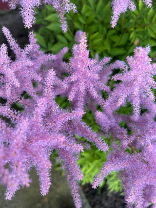 Astilbe arendsii <br>TALL ASTILBE MIX