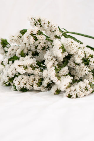 Limonium sinuatum <br>STATICE WHITE, WAVY LEAF SEA LAVENDER