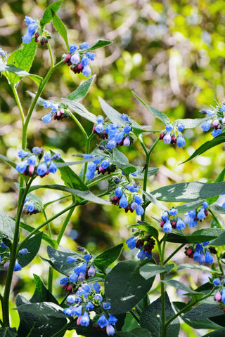 Mertensia virginica <br>VIRGINIA WOODLAND BLUEBELLS