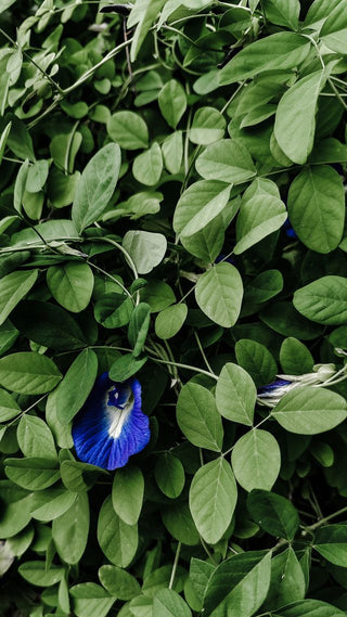 Clitoria ternatea <br>BLUE BUTTERFLY PEA, PIGEONWINGS