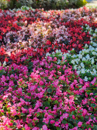 Begonia semperflorens <br>BEGONIA FIBROUS MIX