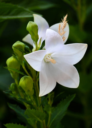 Platycodon grandiflorus <br>BALLOON FLOWER WHITE