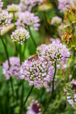 Allium stellatum <br>PRAIRIE ONION