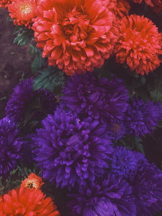 Callistephus chinensis <br>ASTER GIANTS OF CALIFORNIA