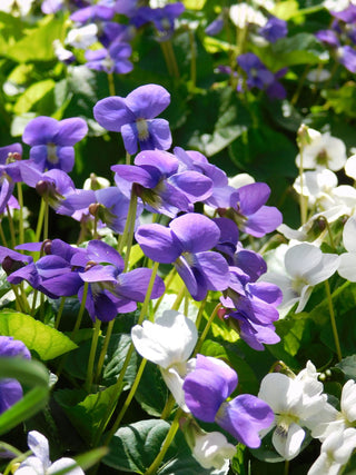 Viola sororia <br>VIOLET MIX 'Sorority Sisters'
