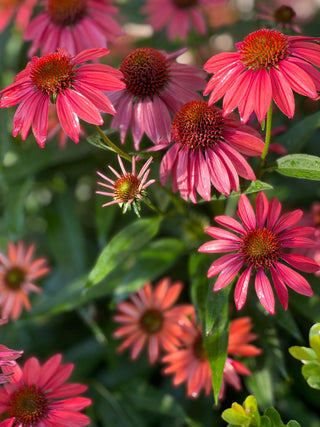 Echinacea <br>CONEFLOWER 'WILD BERRY'