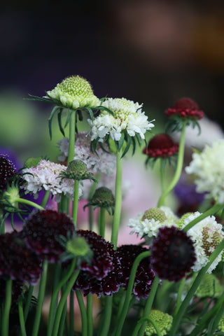 Knautia macedonica <br>WIDOW FLOWER 'WATERCOLOURS'