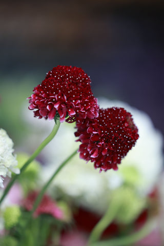 Knautia macedonica <br>WIDOW FLOWER 'WATERCOLOURS'