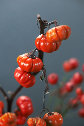 Solanum integrifolium <br>PUMPKIN ON A STICK