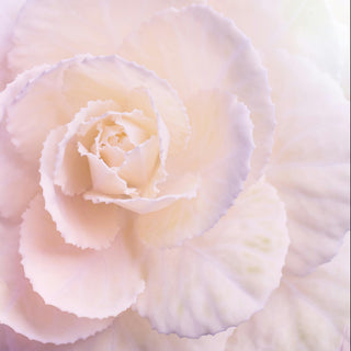 Begonia tuberhybrida <br>BEGONIA UPRIGHT WHITE