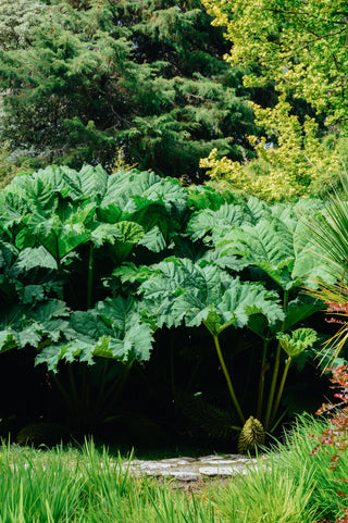 Gunnera manicata <br>GUNNERA, DINOSAUR FOOD