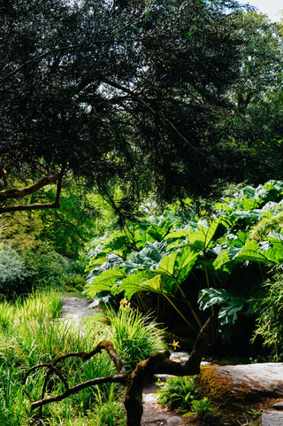 Gunnera manicata <br>GUNNERA, DINOSAUR FOOD