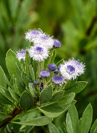Globularia trichosantha <br>BLUE GLOBE DAISY