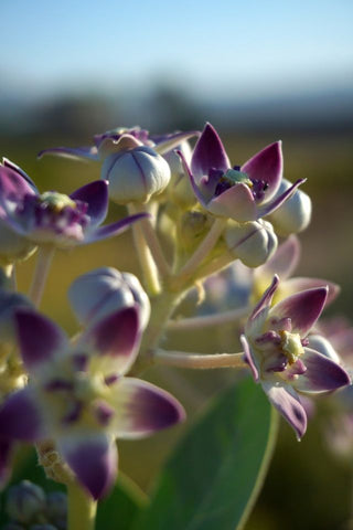 Calotropis gigantea <br>GIANT MILKWEED, CROWN FLOWER