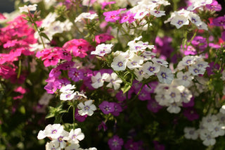 Phlox drummondii <br>DRUMMOND PHLOX MIX