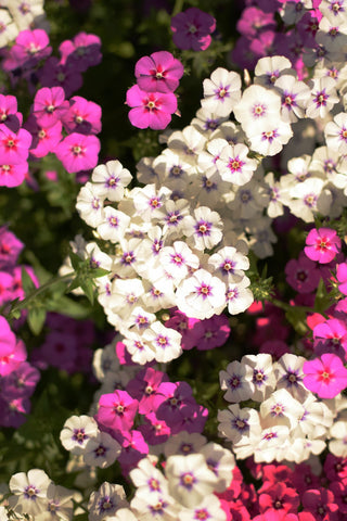 Phlox drummondii <br>DRUMMOND PHLOX MIX