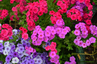 Phlox drummondii <br>DRUMMOND PHLOX MIX