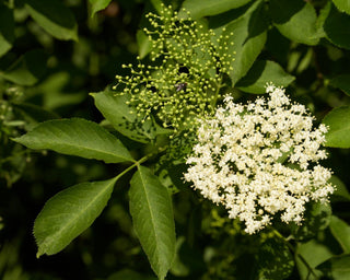 Sambucus canadensis <br>ELDERBERRY