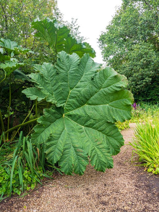 Gunnera manicata <br>GUNNERA, DINOSAUR FOOD