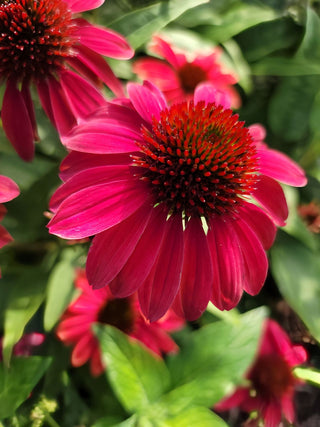 Echinacea <br>CONEFLOWER 'WILD BERRY'