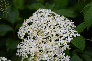 Sambucus canadensis <br>ELDERBERRY