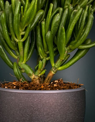 Crassula ovata <br>JADE PLANT SKINNY FINGERS <br>2 Leaf Cuttings