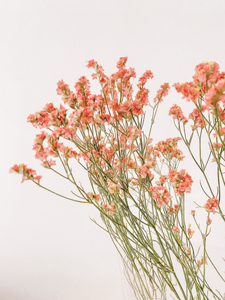 Limonium sinuatum <br>STATICE APRICOT