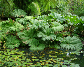 Gunnera manicata <br>GUNNERA, DINOSAUR FOOD