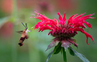 Monarda didyma <br>MONARDA, BEE BALM, BERGAMOT MIX