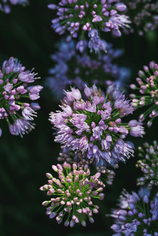 Allium stellatum <br>PRAIRIE ONION