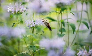 Monarda didyma <br>MONARDA, BEE BALM, BERGAMOT MIX