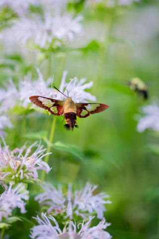 Monarda didyma <br>MONARDA, BEE BALM, BERGAMOT MIX