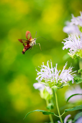 Monarda didyma <br>MONARDA, BEE BALM, BERGAMOT MIX