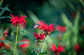 Monarda didyma <br>RED BEE BALM, BERGAMOT