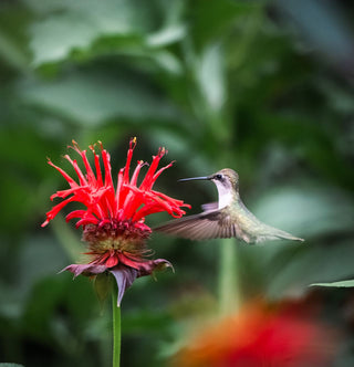 Monarda didyma <br>RED BEE BALM, BERGAMOT
