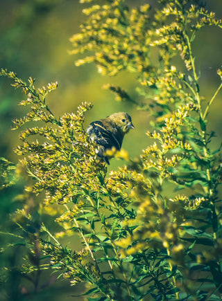 Solidago canadensis <br>CANADA GOLDENROD