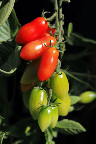 Solanum lycopersicum <br>SAN MARZANO TOMATO