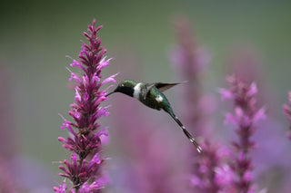 Agastache aurantiaca <br>MIX HYSSOP 'FRAGRANT CARPET'