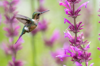 Agastache aurantiaca <br>MIX HYSSOP 'FRAGRANT CARPET'