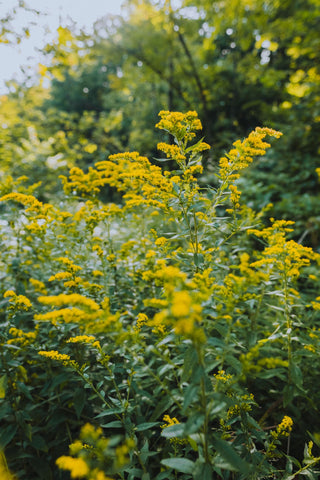 Solidago canadensis <br>CANADA GOLDENROD