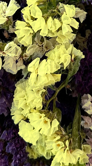 Limonium bonduelii <br>YELLOW STATICE, STATICE BOUNDUELLE