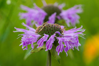 Monarda didyma <br>MONARDA, BEE BALM, BERGAMOT MIX