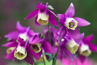 Aquilegia flabellata JAPANESE FAN COLUMBINE 'CAMEO LIGHTRED & WHITE'