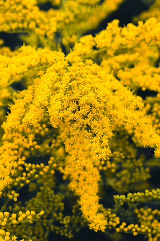 Solidago canadensis <br>MINI CANADA GOLDENROD LITTLE SUNSHINE