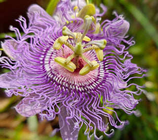 Passiflora incarnata <br>HARDY PURPLE PASSION FLOWER