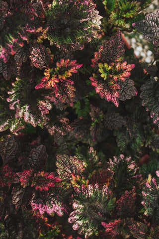 Coleus blumei <br>COLEUS NEW TYPES MIX