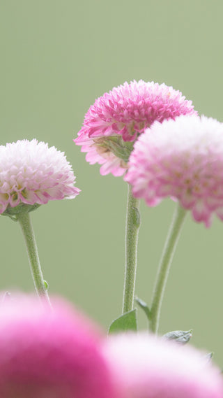 Knautia macedonica <br>WIDOW FLOWER 'WATERCOLOURS'