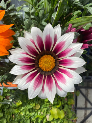 Gazania ringens <br>GAZANIA MIX